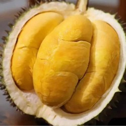 D200頂級黑刺丨約5KG丨2-3隻丨馬來西亞丨產地直送